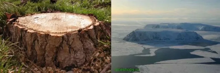 Δεν υπάρχουν δάση στην Γη (εικόνα 35)